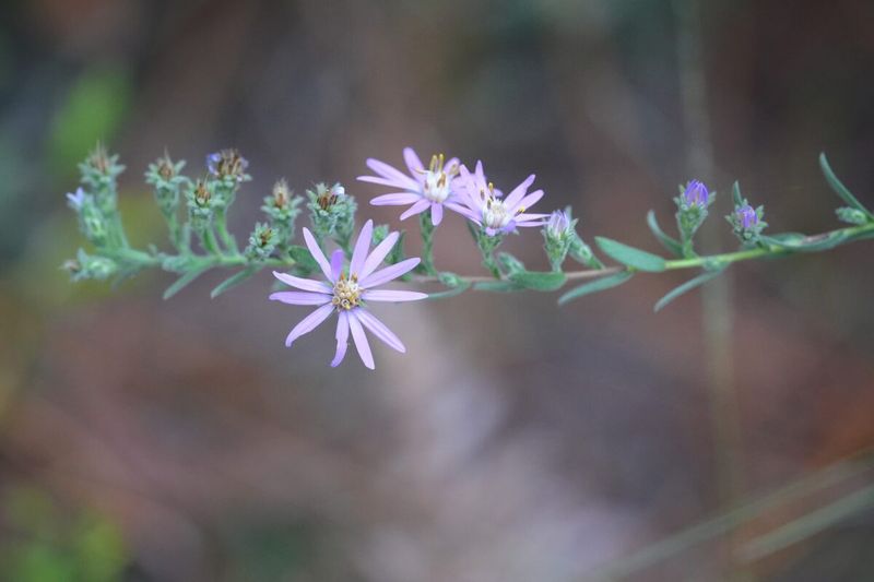 Elliott's Aster (Symphyotrichum elliottii)