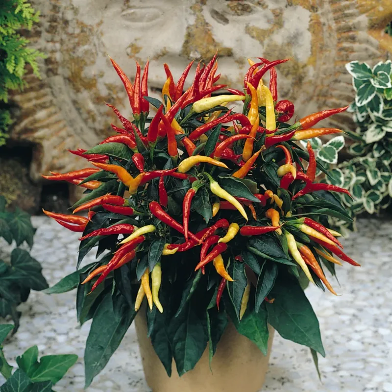 Ornamental Pepper