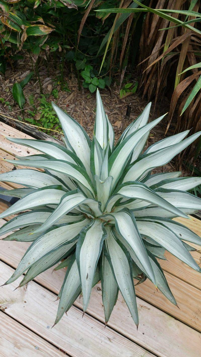 Agave