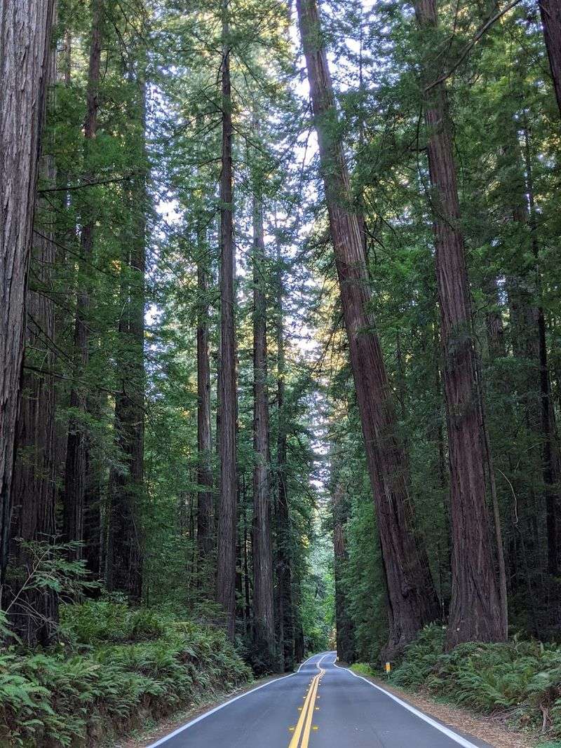 17 California roadside attractions that are actually worth pulling over for 7 Avenue of the Giants - California