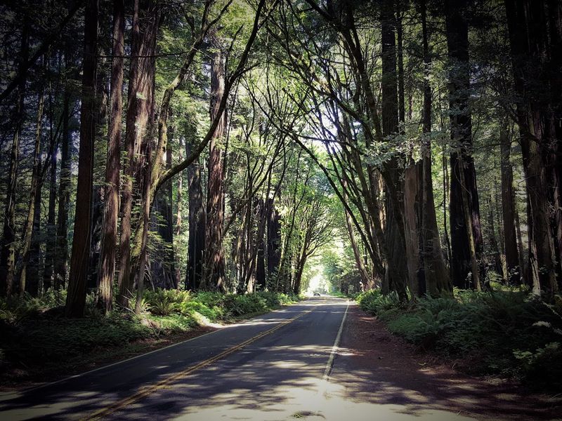 Wildlife Watching Along the Avenue
