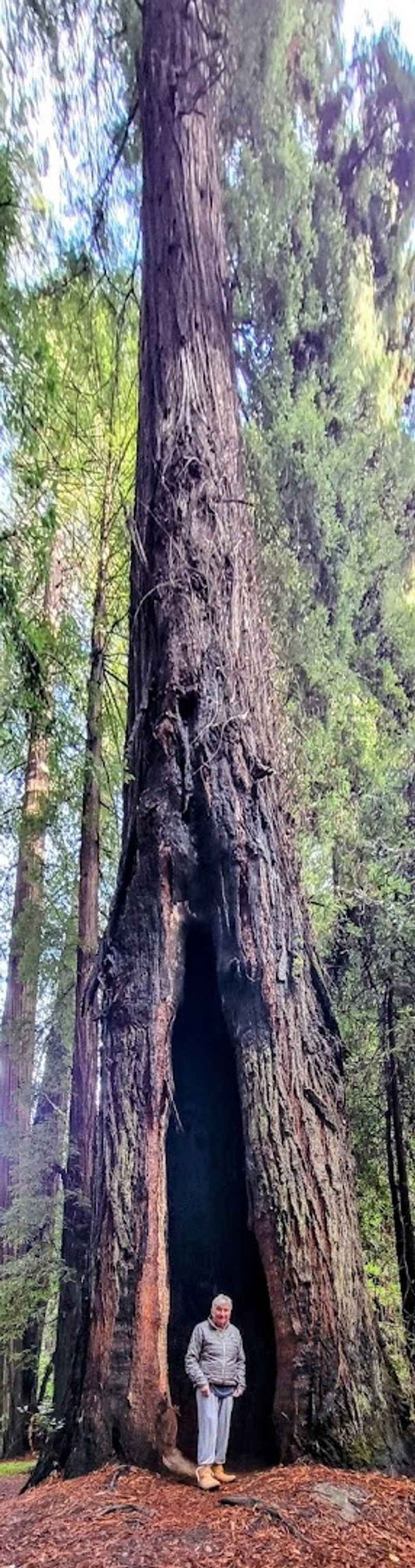 This 31-mile California drive feels like stepping into another world 8 The Famous Drive-Through Tree Experience