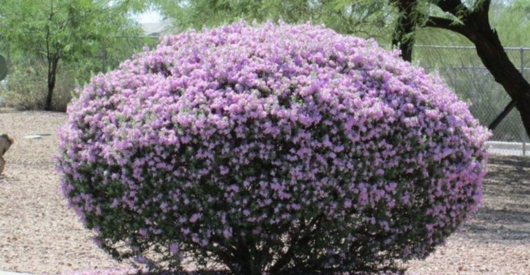 Drought-Tolerant Plants That Thrive in Arizona Landscapes
