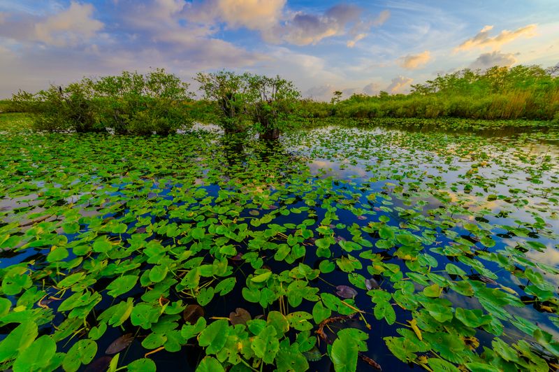 Everglades National Park - Florida
