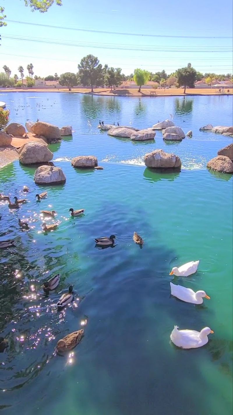 Duck Ponds That Feel Like a Nature Escape