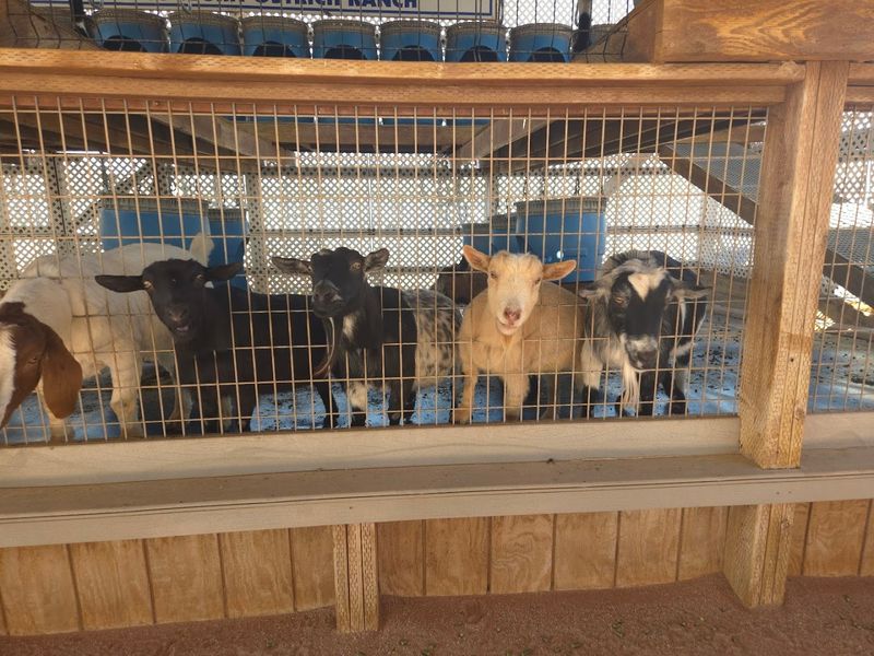 The Goat Penthouse Elevator — Yes, Really