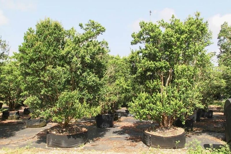 Simpson's Stopper (Myrcianthes fragrans)