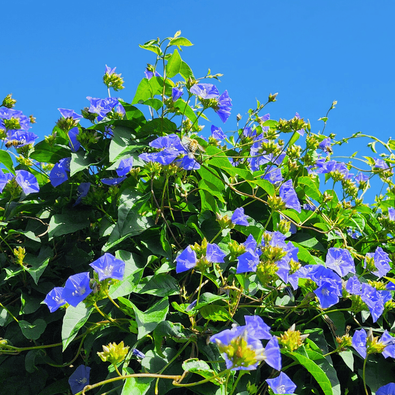 Skyblue Clustervine (Jacquemontia pentantha)