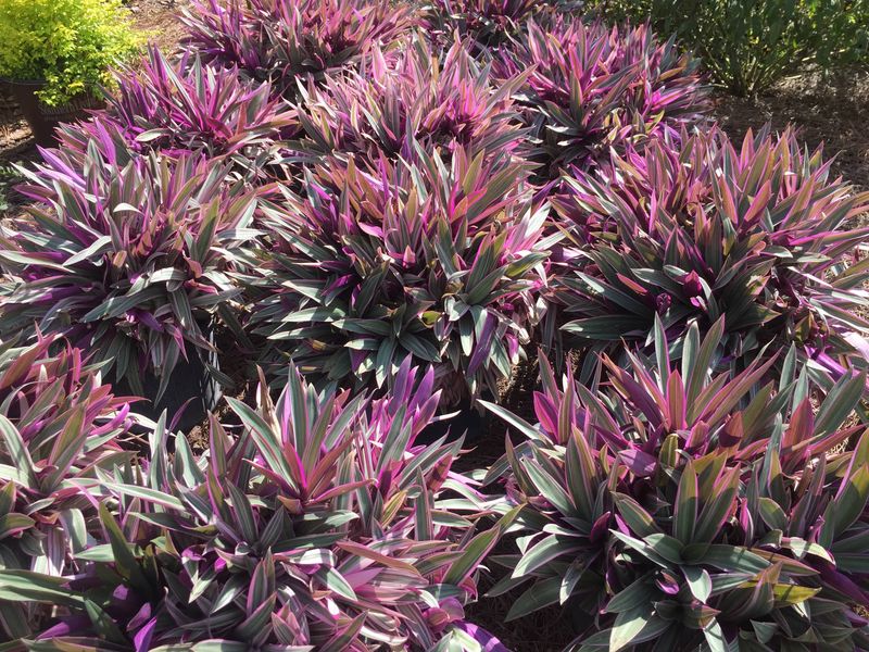 Compact Plants That Fit Perfectly Into Small Florida Garden Spaces 15 Oyster Plant