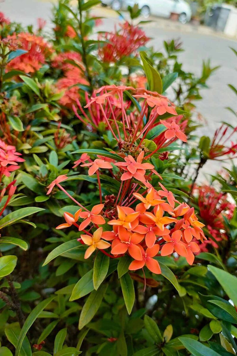 Ixora
