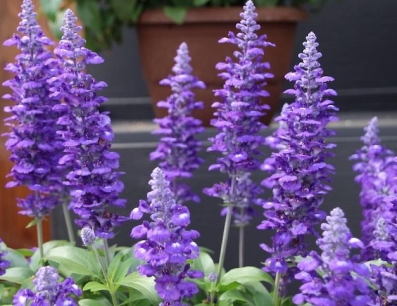 Perennial Salvia