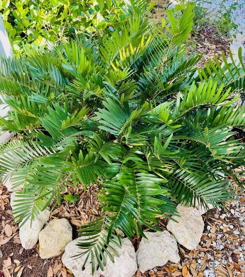 Compact Plants That Fit Perfectly Into Small Florida Garden Spaces 5 Coontie