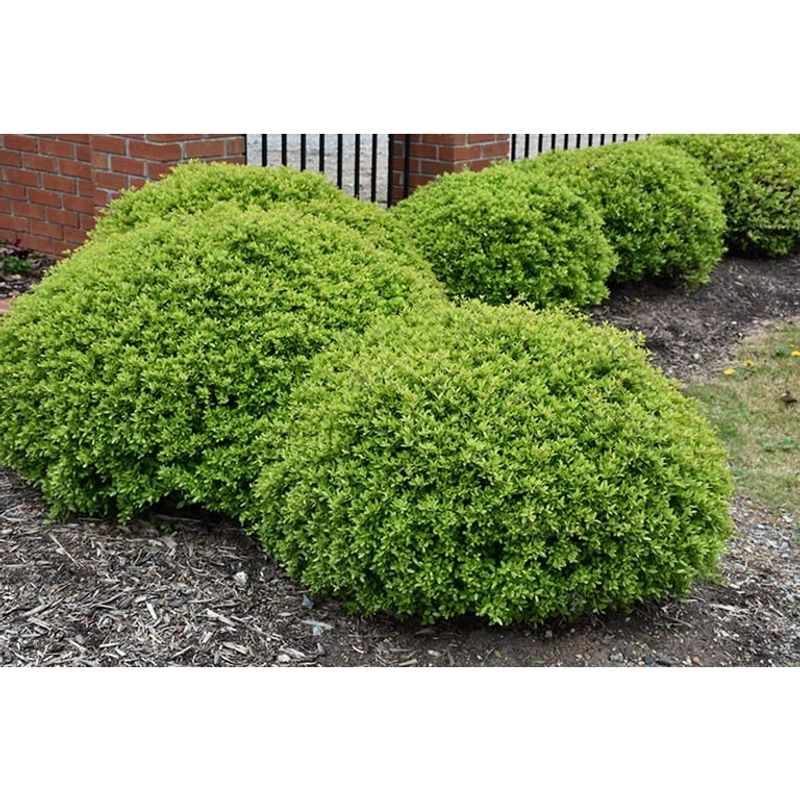 Compact Plants That Fit Perfectly Into Small Florida Garden Spaces 3 Dwarf Yaupon Holly