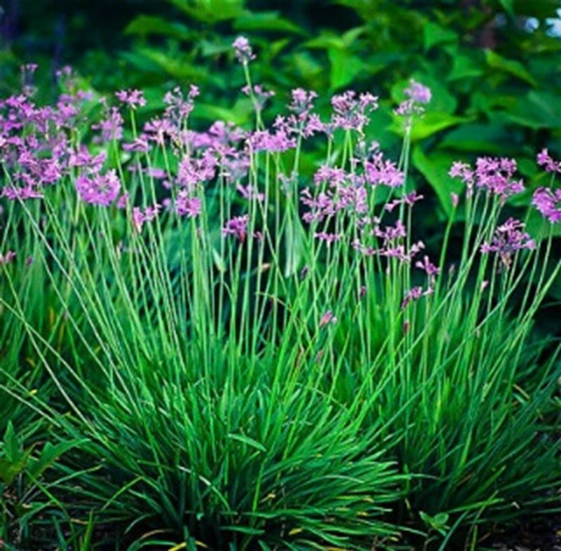 Compact Plants That Fit Perfectly Into Small Florida Garden Spaces 7 Society Garlic