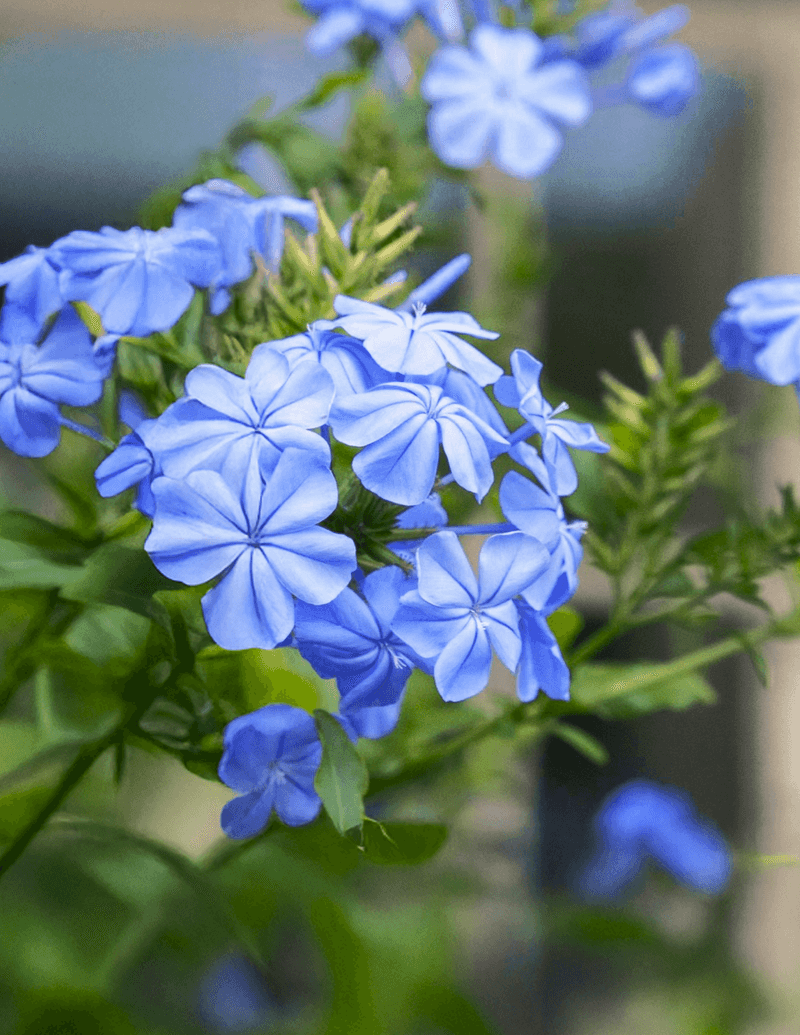 Blue Plumbago
