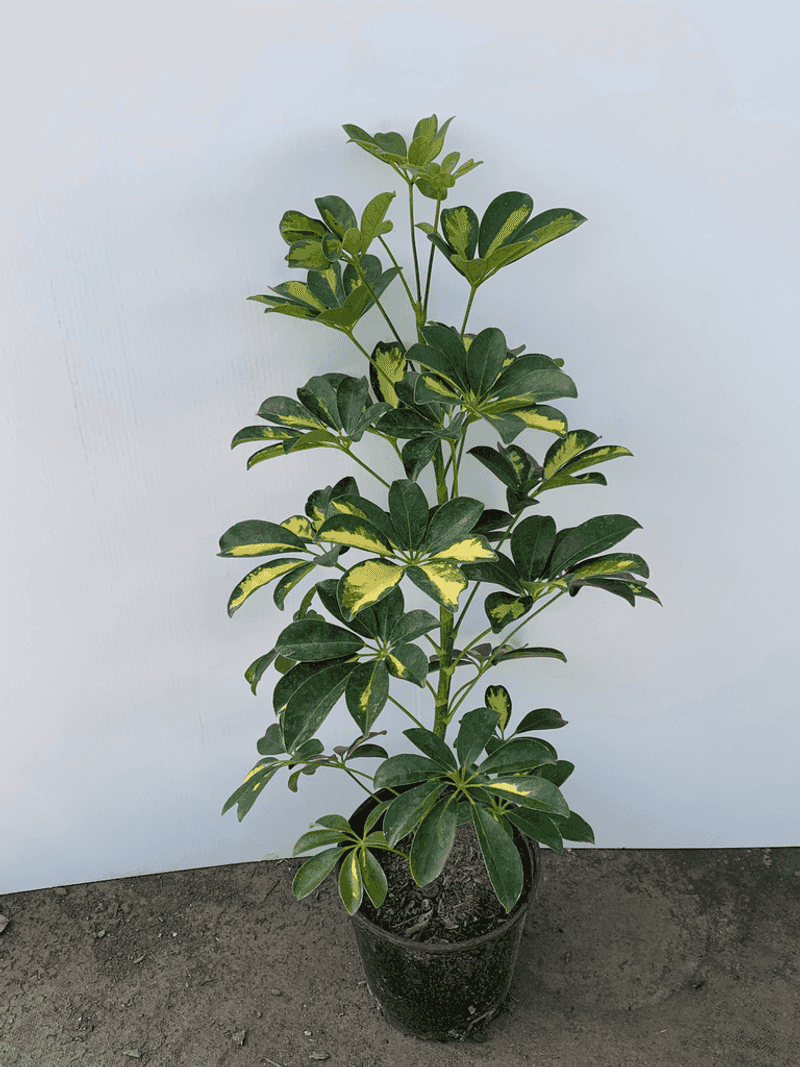 Compact Plants That Fit Perfectly Into Small Florida Garden Spaces 10 Dwarf Schefflera