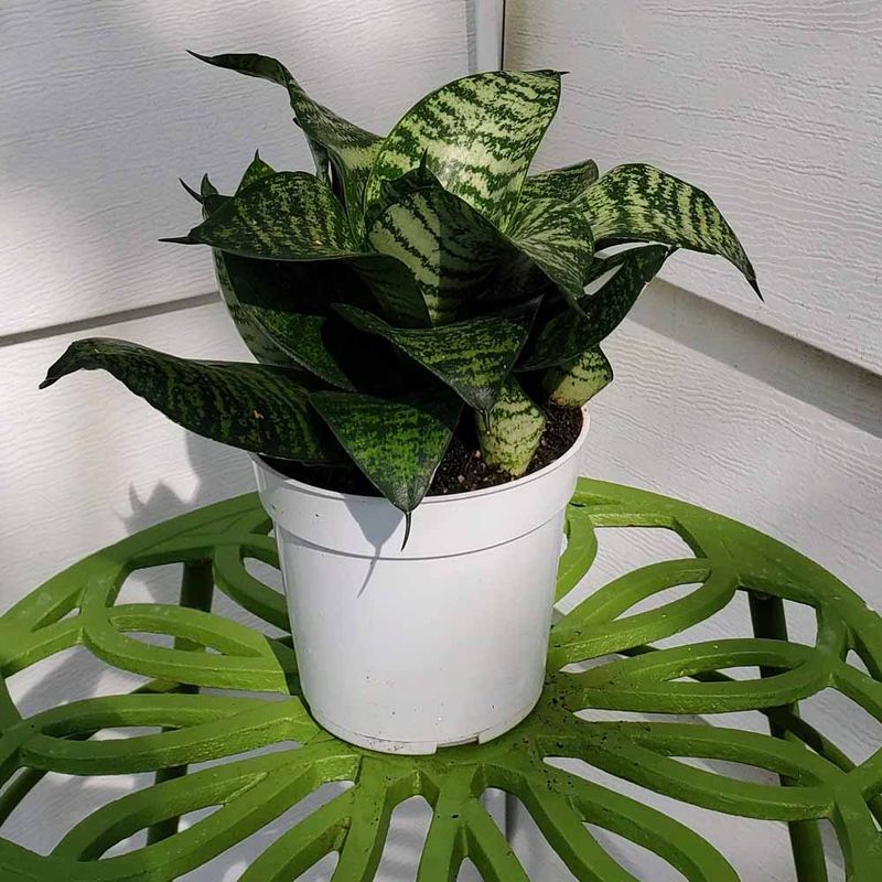 Compact Plants That Fit Perfectly Into Small Florida Garden Spaces 11 Bird's Nest Sansevieria