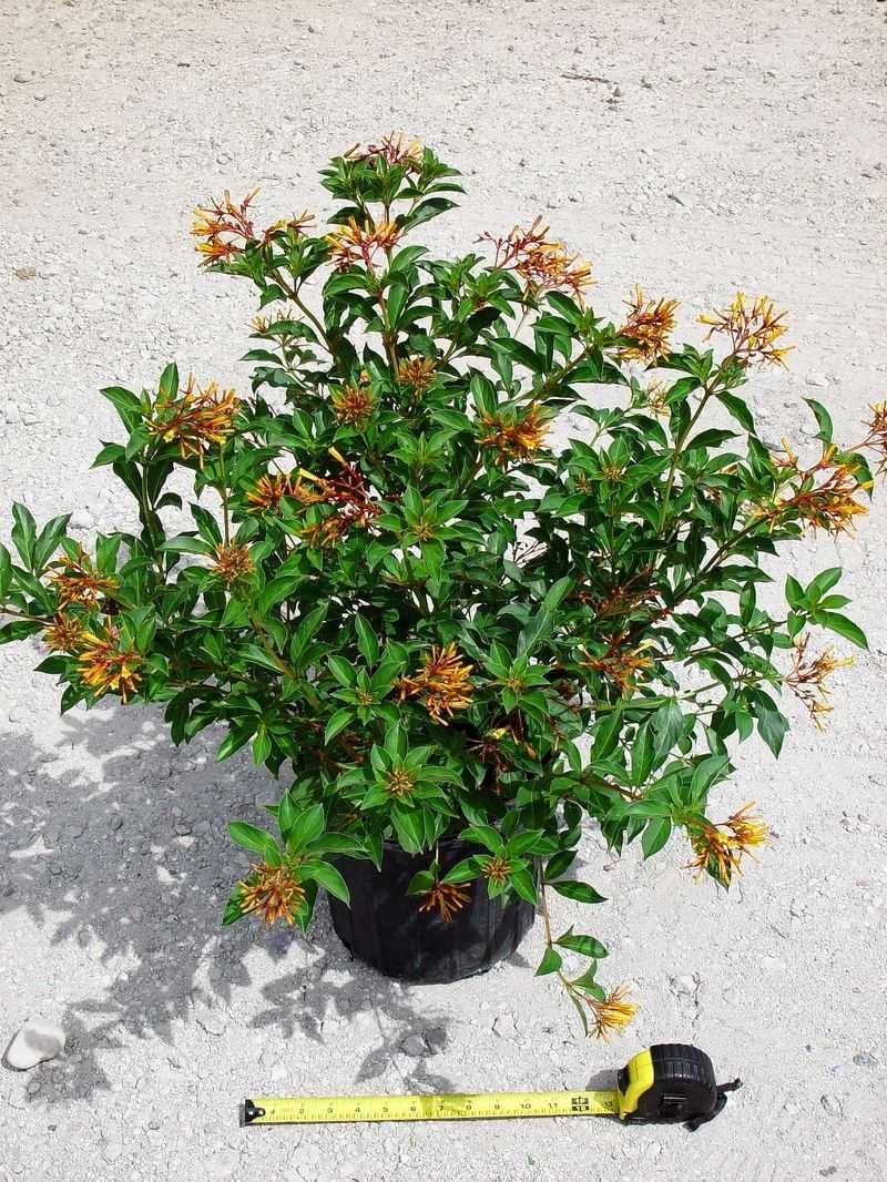Compact Plants That Fit Perfectly Into Small Florida Garden Spaces 4 Dwarf Firebush