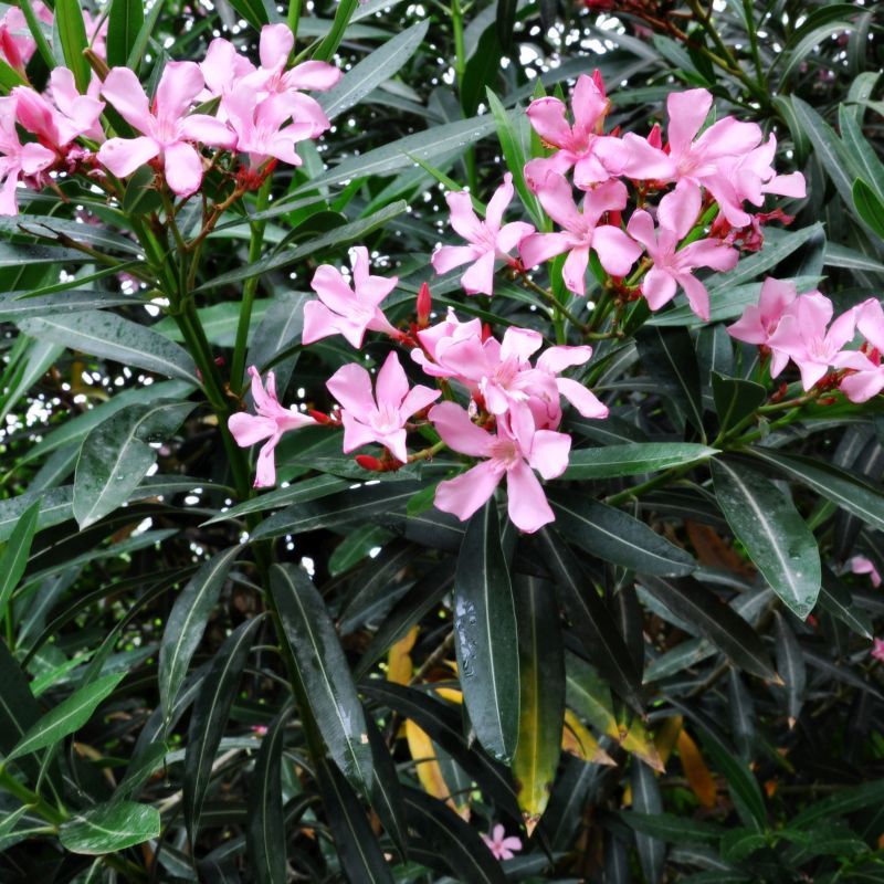 Plants That Thrive in Florida’s Coastal Soil and Salty Air 11 Oleander