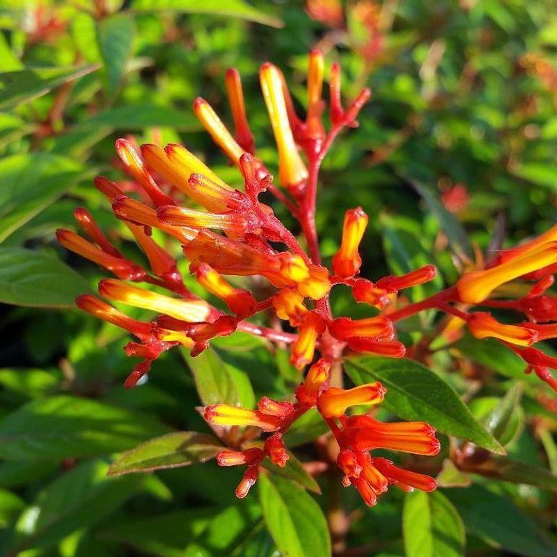 Dwarf firebush