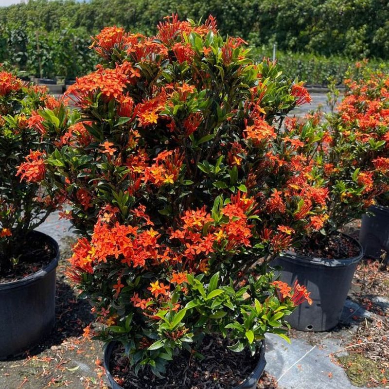 Dwarf ixora