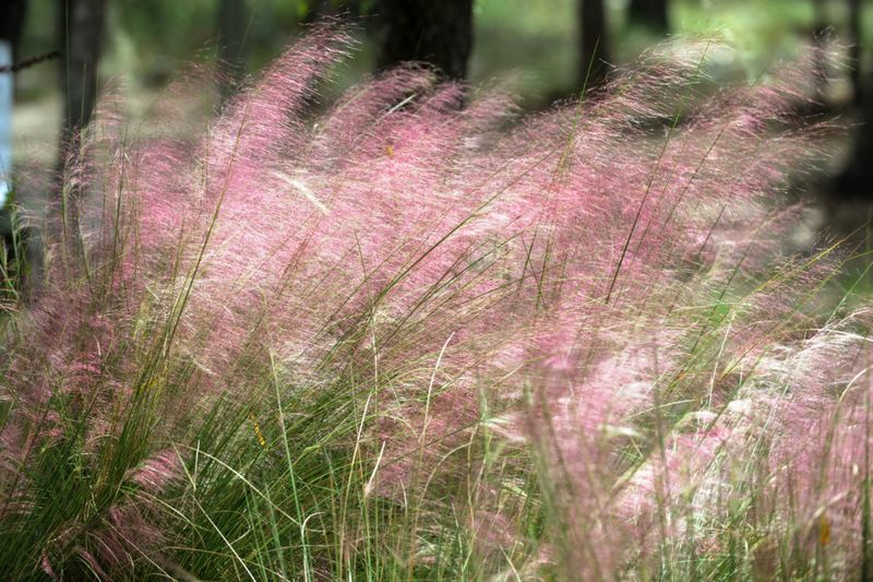 Muhly grass