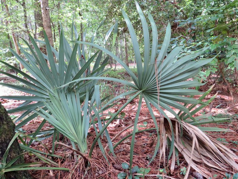 Dwarf palmetto