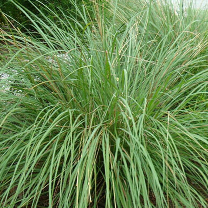 Native Florida Plants That Practically Take Care of Themselves 11 Fakahatchee grass