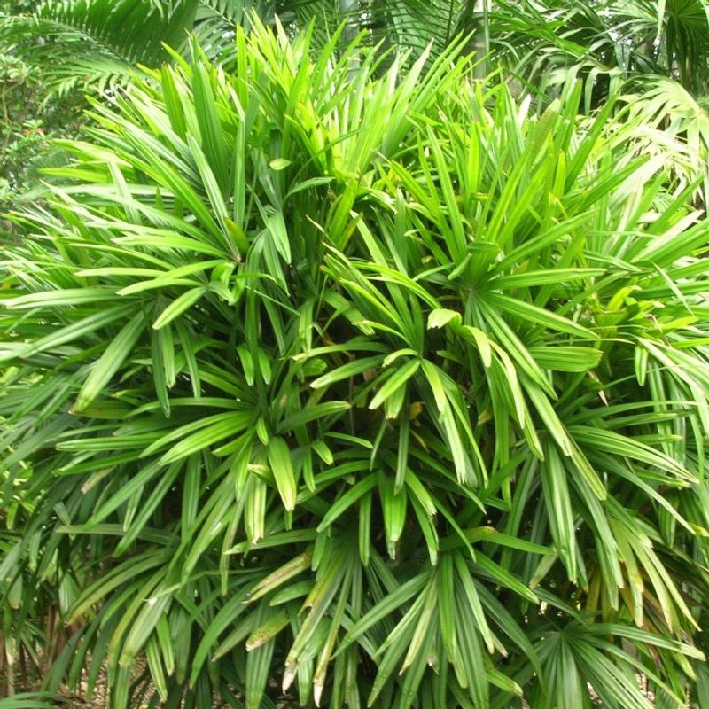 Lady palm