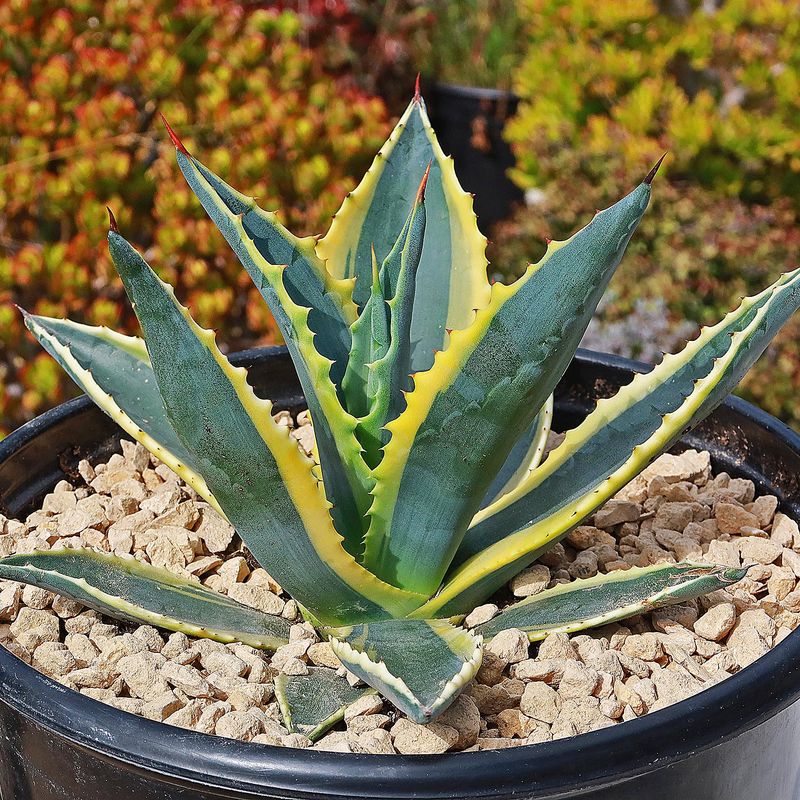 Agave