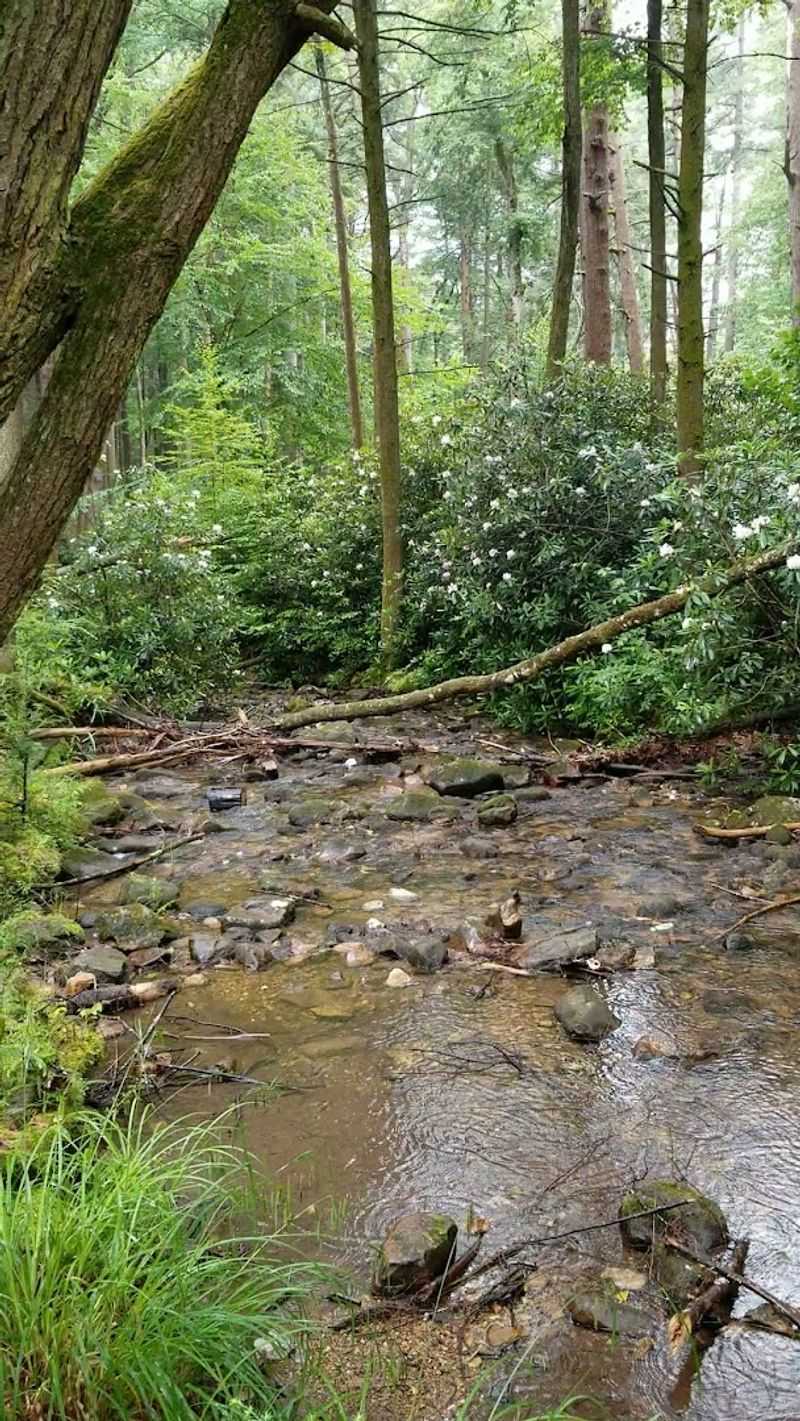 Wildlife and Wildflowers Along the Trail
