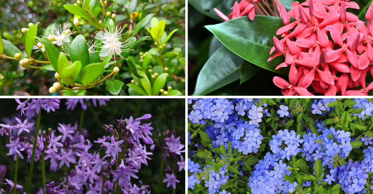 Easy Care Plants That Give Florida Gardens a More Professional Look