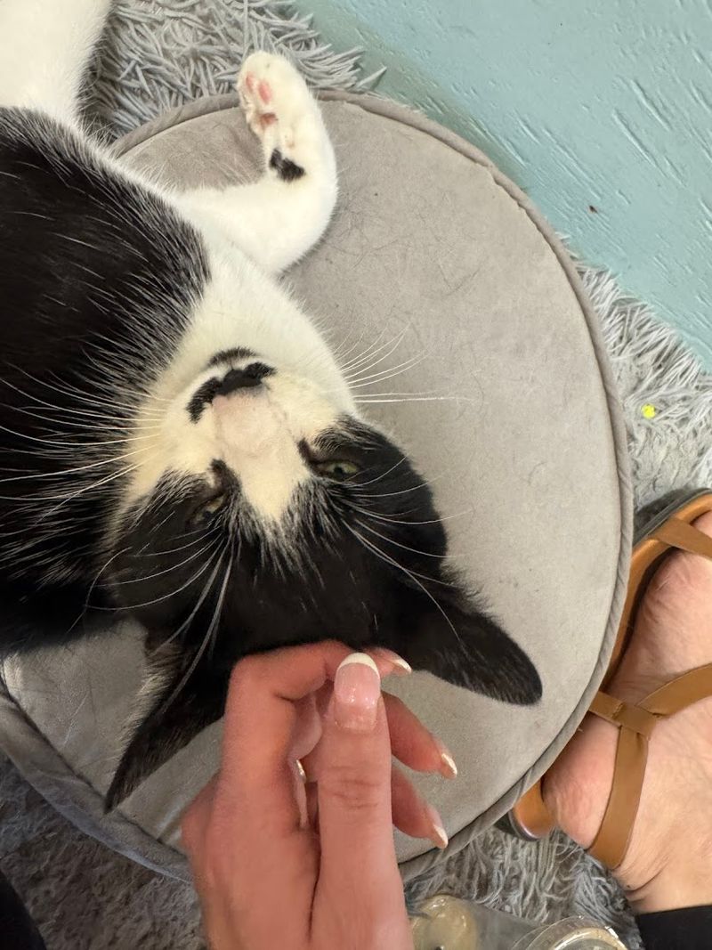 A Healing Space for Cat Lovers of All Kinds