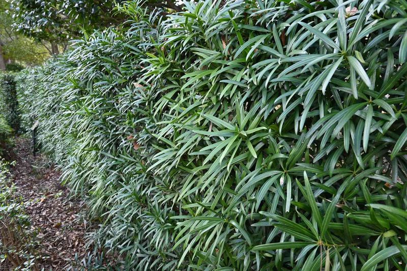 Podocarpus