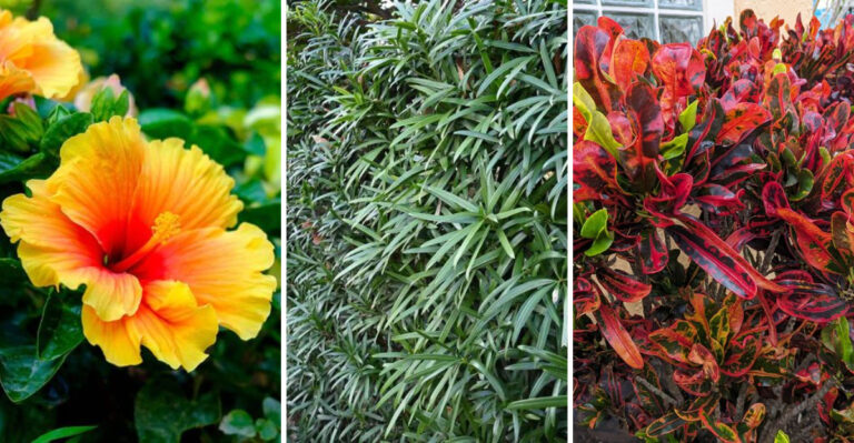 Easy Plants That Make Florida Yards Look Expensive With Minimal Effort