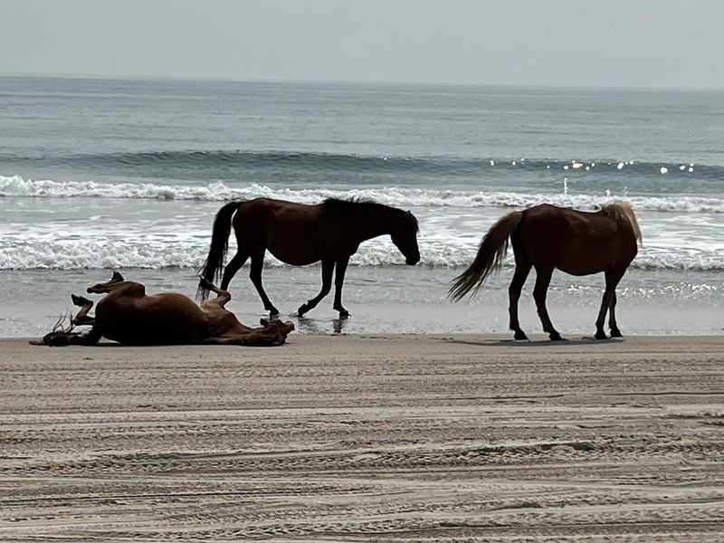 North Carolina Mountain and Coastal Stops That Belong on Every Traveler’s List 16 Corolla - North Carolina