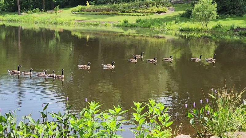 Wildlife You Might Spot Along the Way