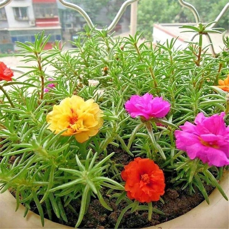 Portulaca (Moss Rose)