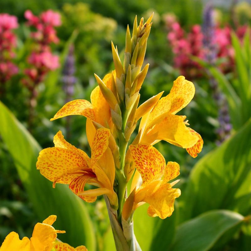 Cannas