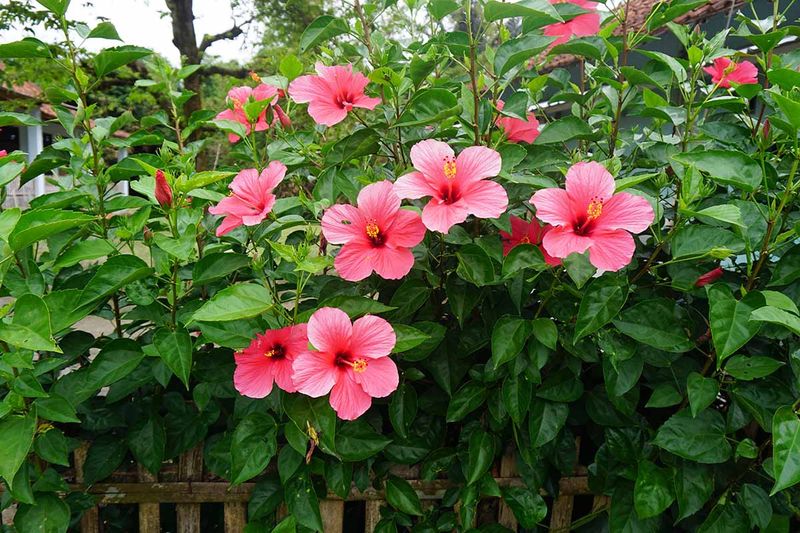 Hibiscus