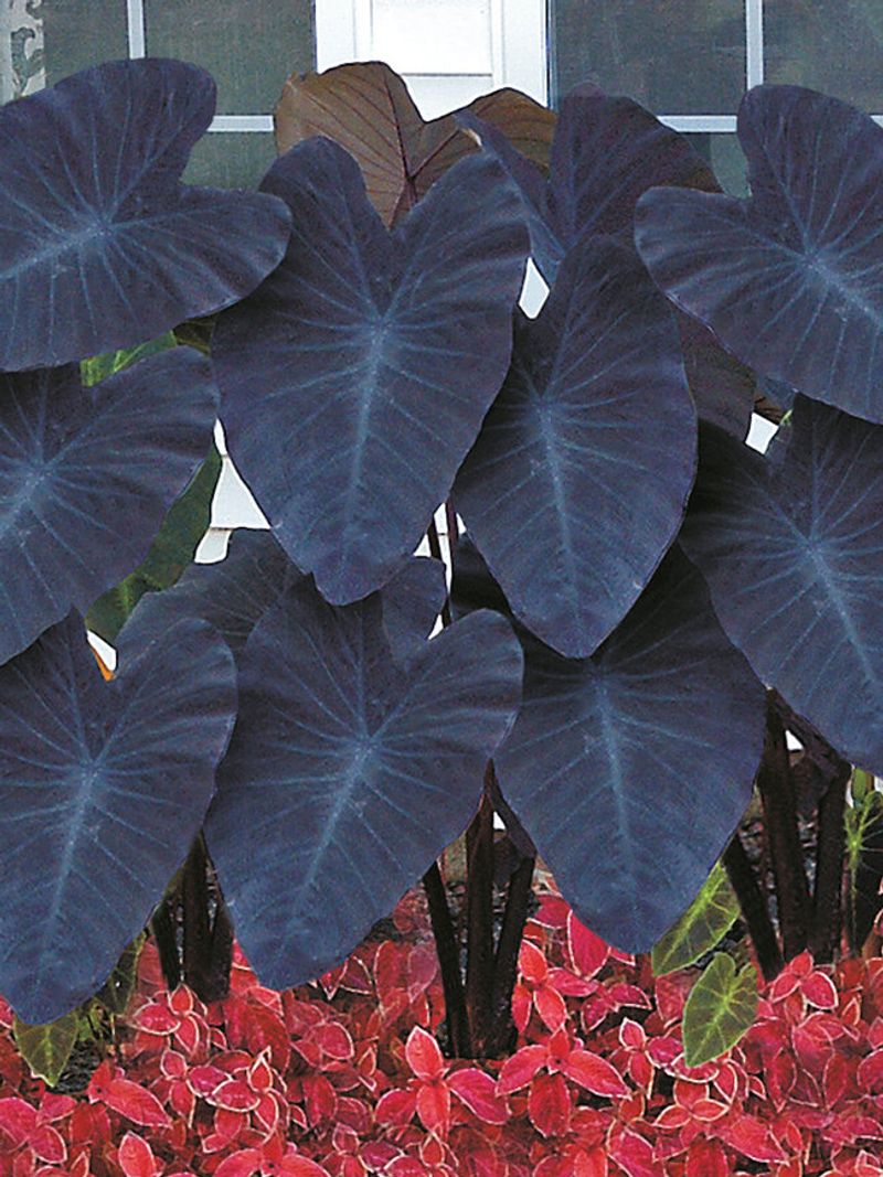 Elephant Ear