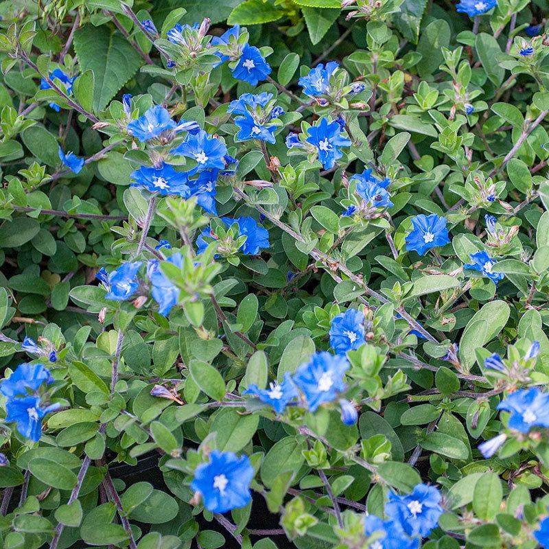 Blue Daze (Evolvulus glomeratus)