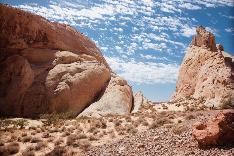 Spring Wildflowers That Bring Unexpected Color to the Desert Floor