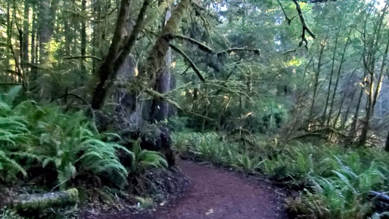 Elk Prairie Campground: Sleep Among the Giants