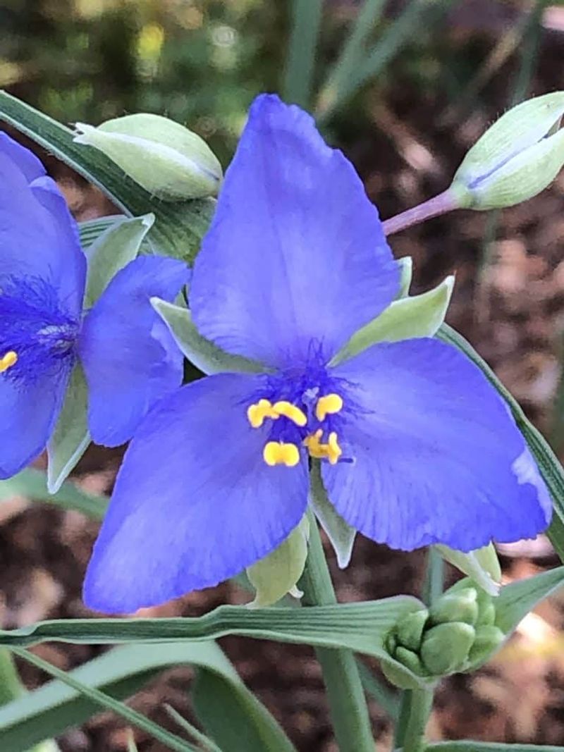 Florida Plants That Bring Butterflies and Bees Into Your Garden Naturally 24 Spiderwort