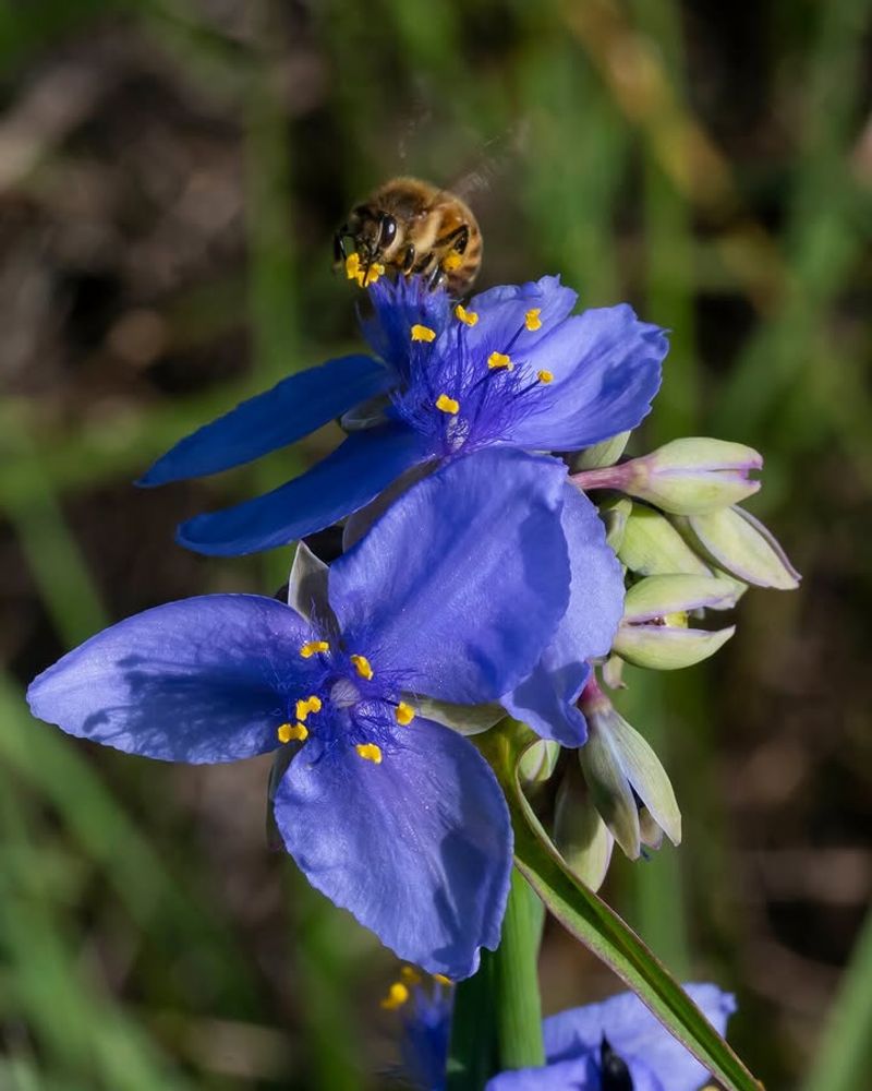 Spiderwort