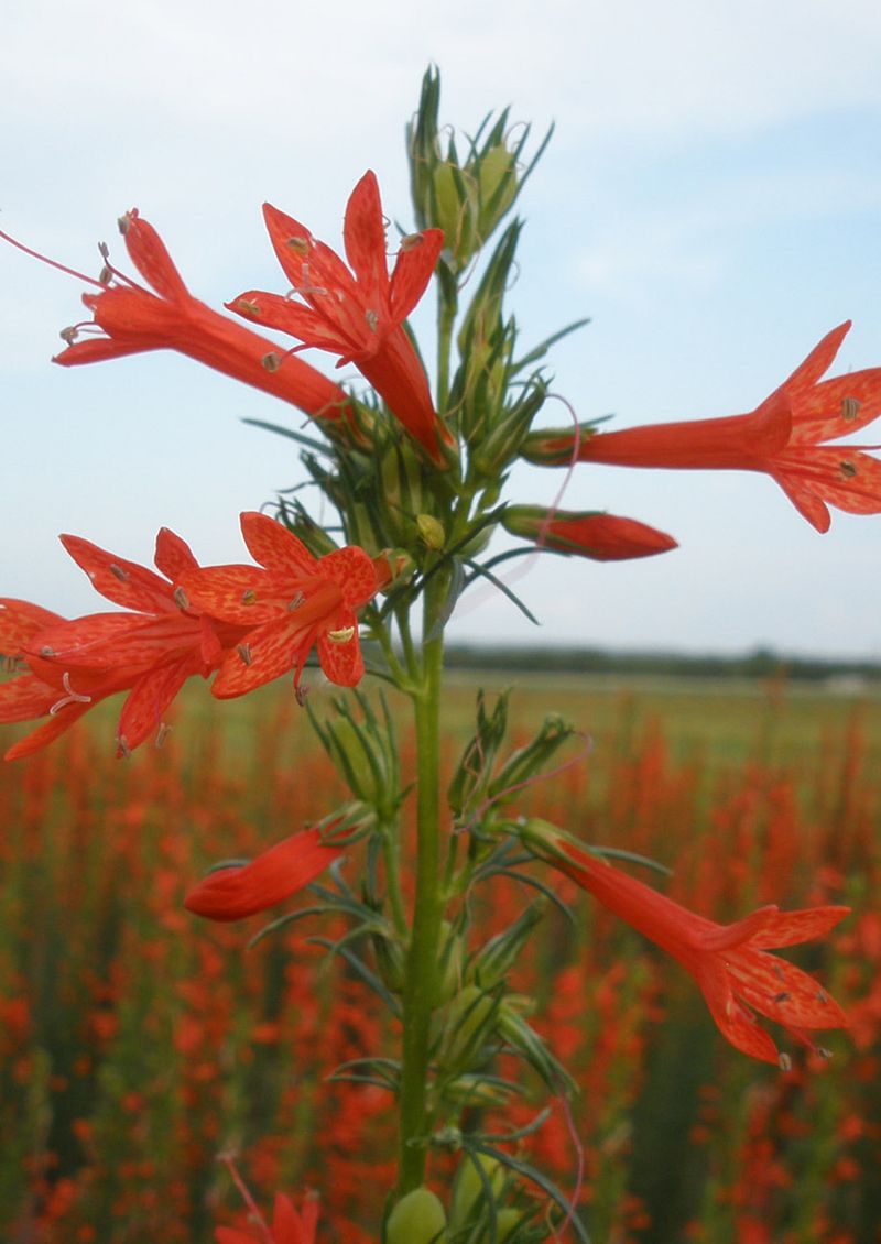 Standing Cypress (Ipomopsis rubra)