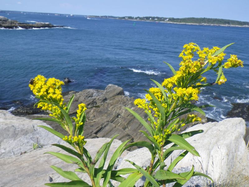 Native Florida Plants That Practically Take Care of Themselves 15 Seaside goldenrod
