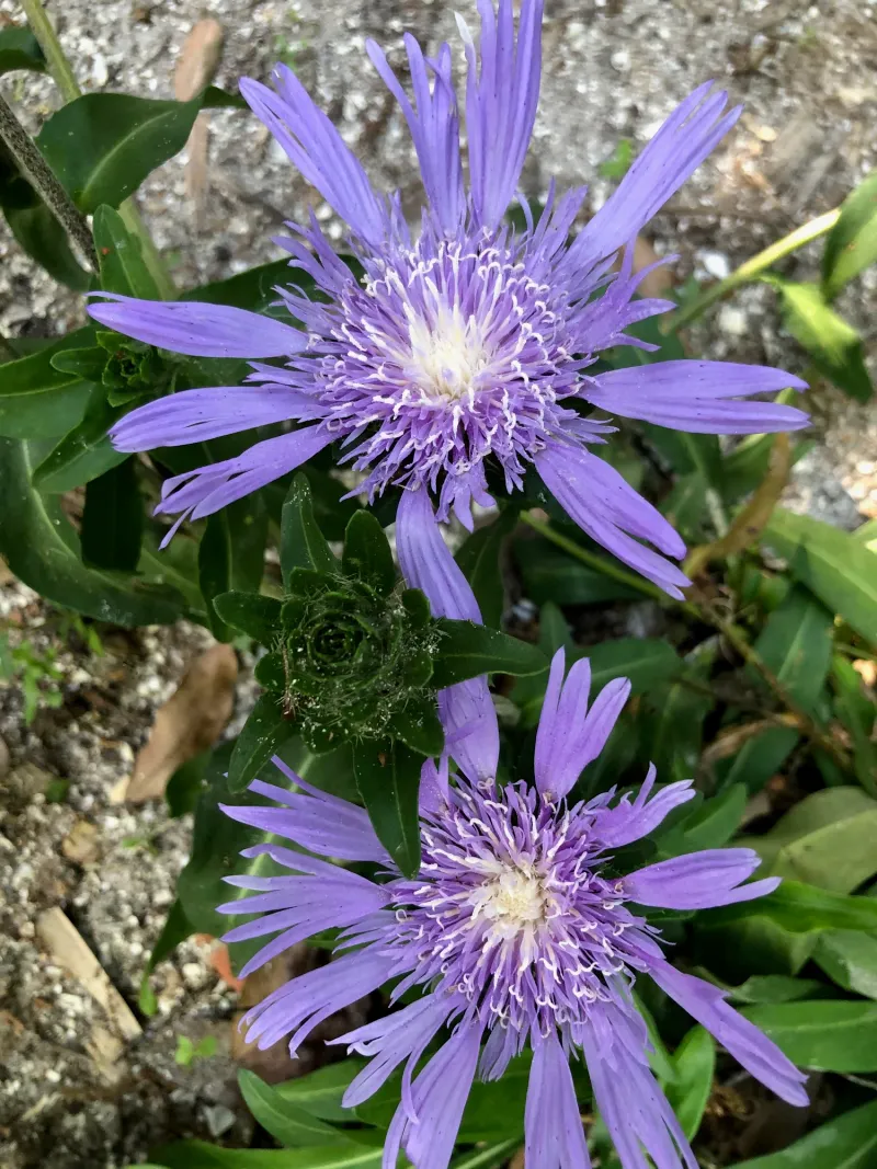 Stokes' Aster