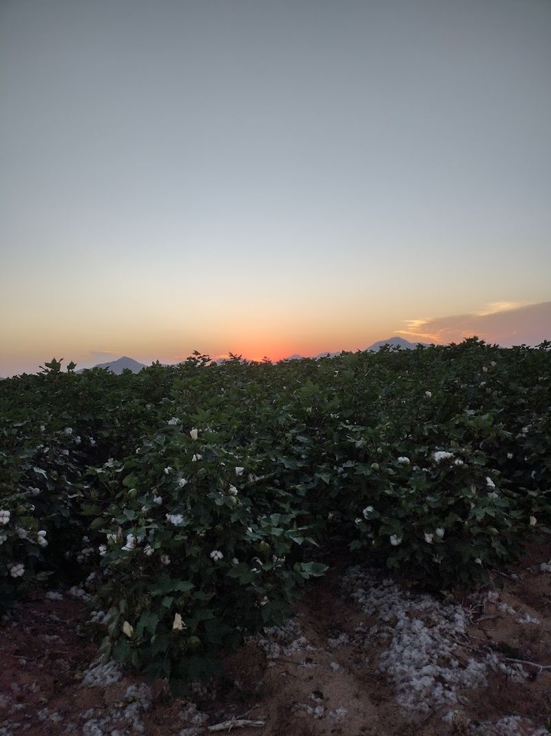 Coolidge - Coolidge, Arizona